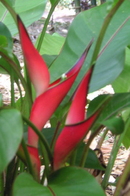 Heliconia stricta 'Jamaica Dwarf' - 180mm pot