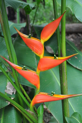 Heliconia stricta 'Tagami'