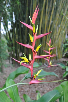 Heliconia subulata