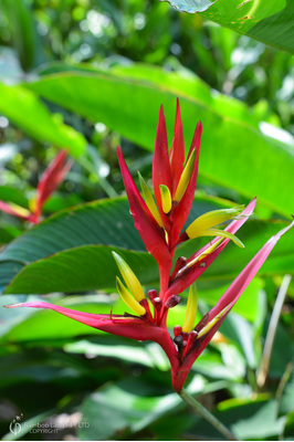 Heliconia subulata 'Thaysiana'