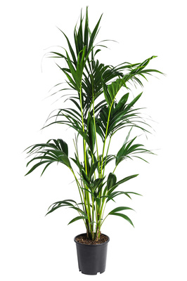 Howea forsteriana (Kentia Palm) - 300mm pot