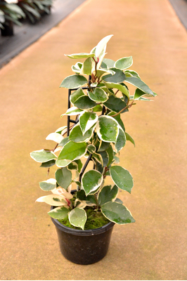 Hoya carnosa 'Krimson Queen' - 125mm pot