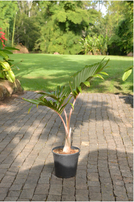 Hyophorbe lagenicaulis (Bottle Palm) - 250mm pot