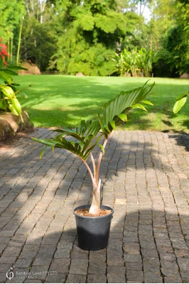 Hyophorbe lagenicaulis (Bottle Palm) - 250mm pot