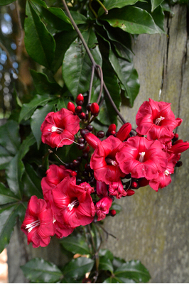 Ipomoea horsfalliae (Cardinal Creeper)