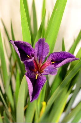 Louisiana Iris 'Black Gamecock' 