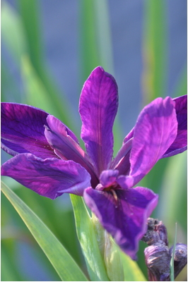 Louisiana Iris 'Jeri'