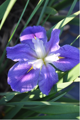 Louisiana Iris 'Mauve'