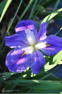 Louisiana Iris 'Mauve'
