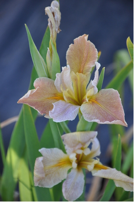 Louisiana Iris 'Our Paris'