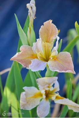 Louisiana Iris 'Our Paris'