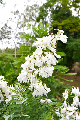 Jacaranda mimosifolia 'Alba' (White Jacaranda)