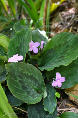 Kaempferia elegans (Peacock Ginger)