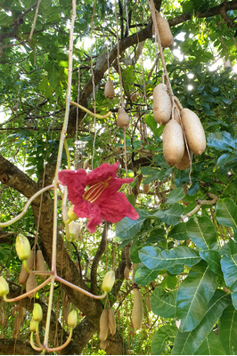 Kigelia africana (Sausage Tree)