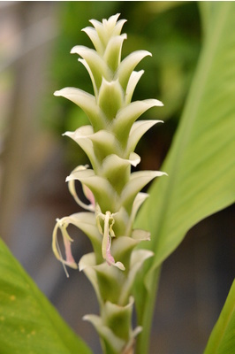 Larsenianthus careyanus (Praying Mantis Ginger)