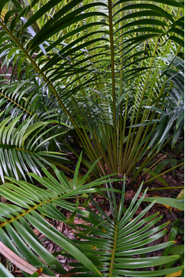 Lepidozamia hopei (Hope's Cycad)