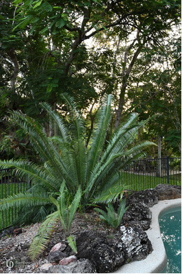 Lepidozamia peroffskyana