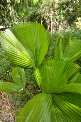 Licuala grandis