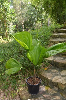Licuala grandis - 300mm pot