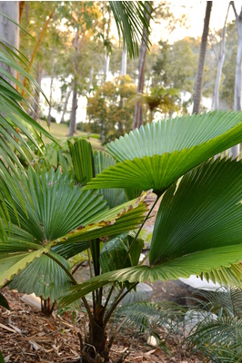 Licuala peltata var. 'Sumawongii'