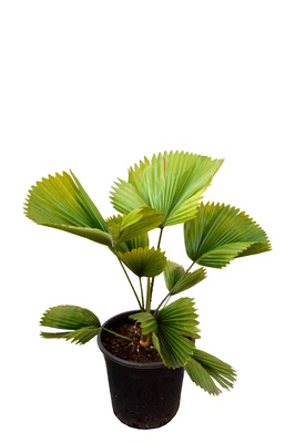 Licuala peltata var. 'Sumawongii' - 250mm pot