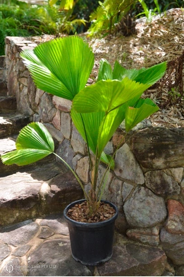 Licuala peltata var. 'Sumawongii' - 300mm pot