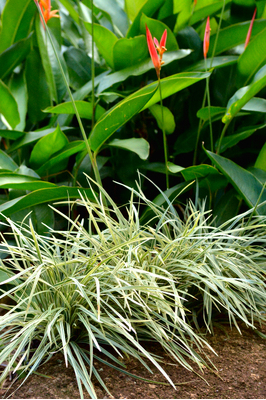 Liriope muscari 'Stripey White'