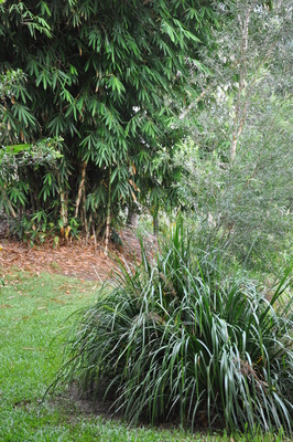 Lomandra hystrix