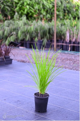 Lomandra 'Lime Tuff' - 125mm pot