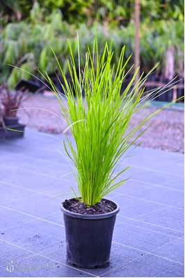 Lomandra 'Lime Tuff' - 180mm pot