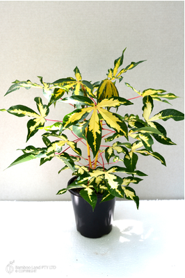 Manihot esculenta 'Variegata' - 180mm pot 