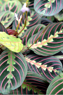 Maranta leuconeura var. erythroneura (Red Stripe Prayer Plant)