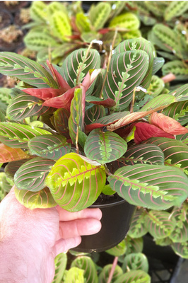 Maranta leuconeura var. erythroneura (Red Stripe Prayer Plant) - 165mm Sq pot