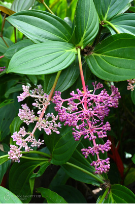 Medinilla myriantha