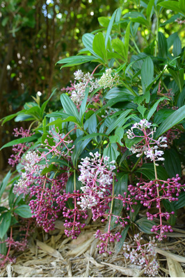 Medinilla pendula