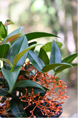 Medinilla scortechinii (Orange Coral Medinilla)