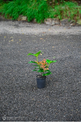  Medinilla scortechinii (Orange Coral Medinilla) - 125mm pot