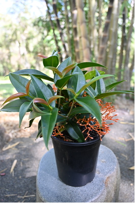  Medinilla scortechinii (Orange Coral Medinilla) - 180mm pot