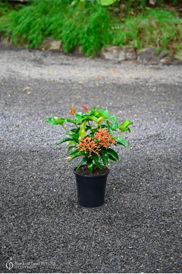  Medinilla scortechinii (Orange Coral Medinilla) - 180mm pot