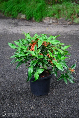 Medinilla scortechinii (Orange Coral Medinilla) - 300mm pot