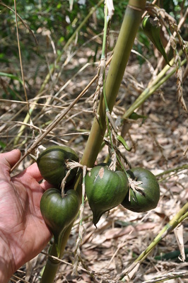 Mellocanna baccifera (Berry Bamboo)