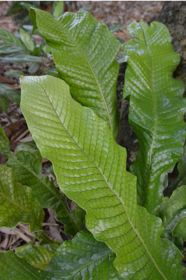 Microsorum musifolium (Crocodyllus Fern)