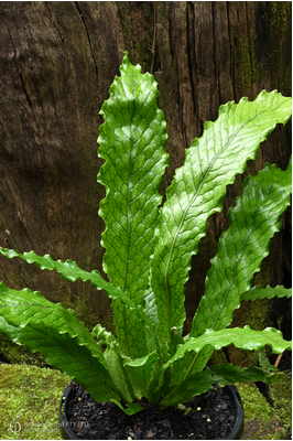 Microsorum musifolium (Lady Crocodyllus Fern) - 250mm squat pot