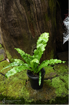 Microsorum musifolium (Lady Crocodyllus Fern) - 125mm pot