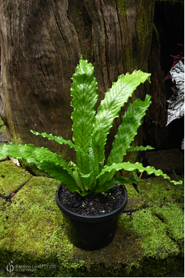 Microsorum musifolium (Lady Crocodyllus Fern) - 180mm squat pot