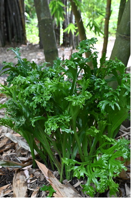 Microsorum punctatum 'Grandiceps' (Terrestrial Elkhorn Fern)