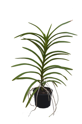 Mokara orchid - Pink - 180mm SQ pot