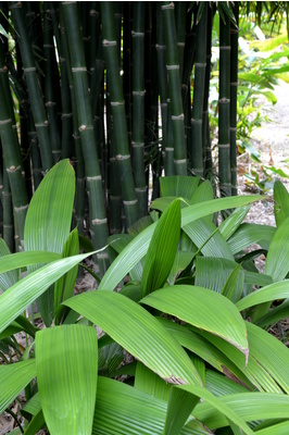 Molineria capitulata (Palm Grass) - 300mm pot