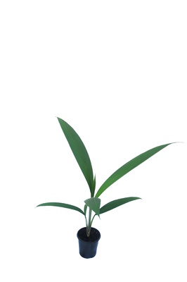 Molineria capitulata (Palm Grass) - 125mm pot