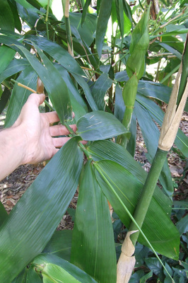 Neololeba atra (Iron Range Bamboo)